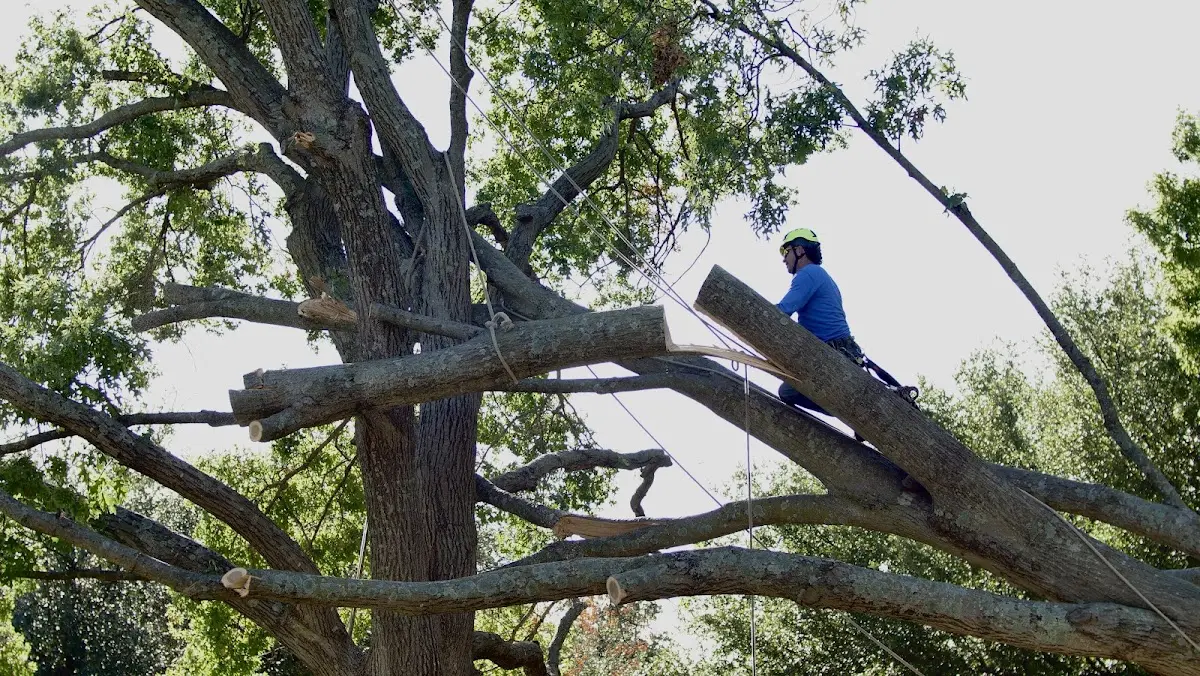 Professional Hazardous Tree Removal performed by certified arborists in Connelly